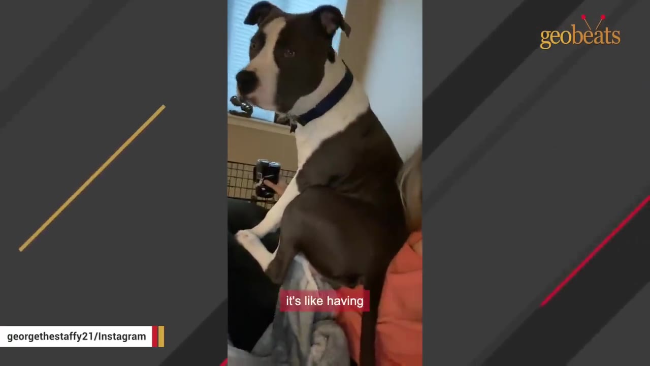 A black and white Staffordshire Bull Terrier named George sitting on a person's lap like a weighted blanket.