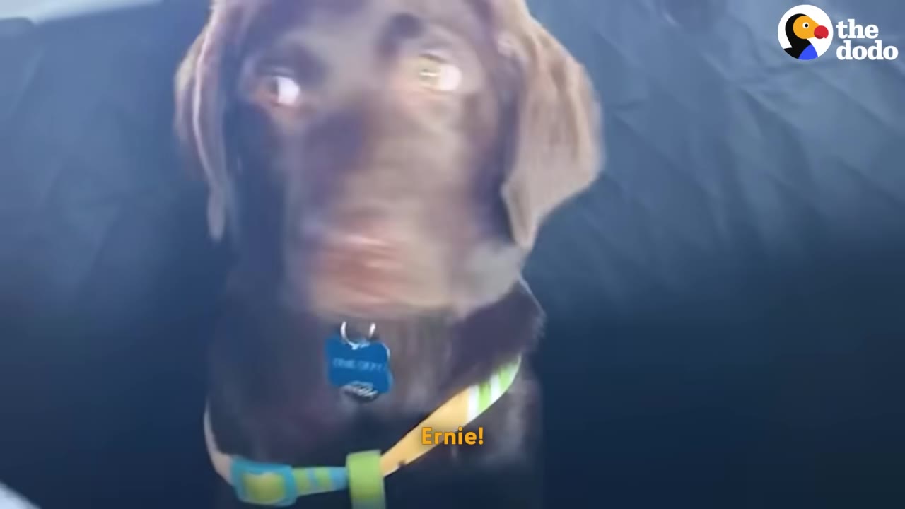 A close-up of a chocolate Labrador puppy named Ernie looking excited with wide eyes, wearing a blue collar and tag.