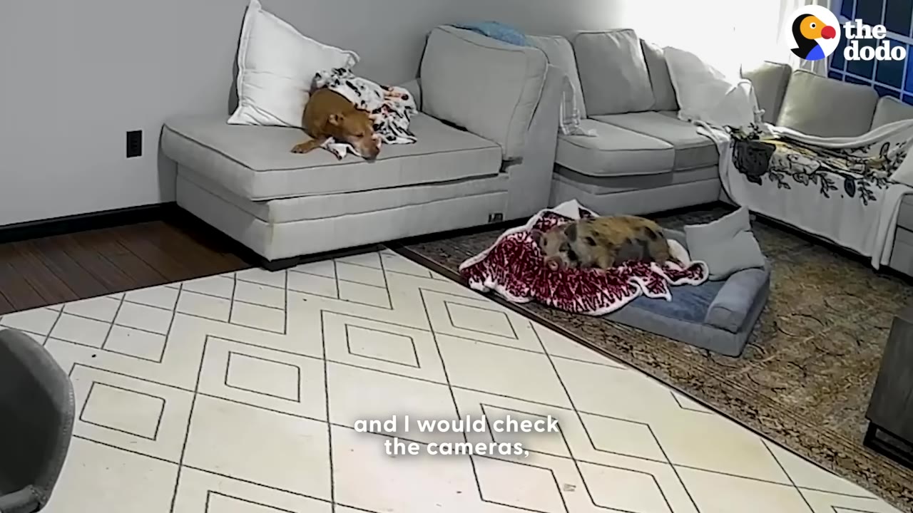 A wide-angle home security camera view of a living room showing a brown dog resting on a grey couch and a small pig resting on a pet bed.