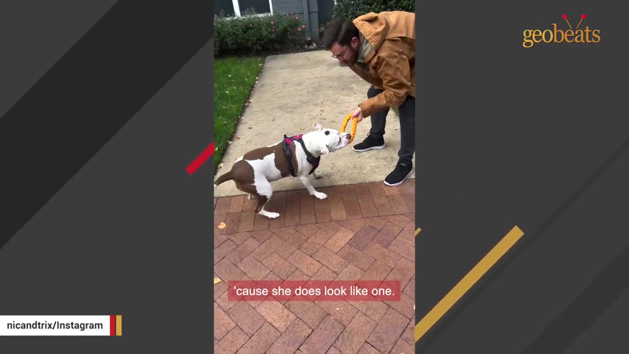 A brown and white spotted dog with a cow-like pattern plays tug-of-war with a yellow toy held by a man on a brick pathway.