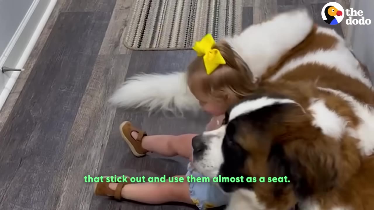 A toddler with a yellow bow in her hair sits on the floor, leaning back against a large Saint Bernard dog as if using its body as a seat.