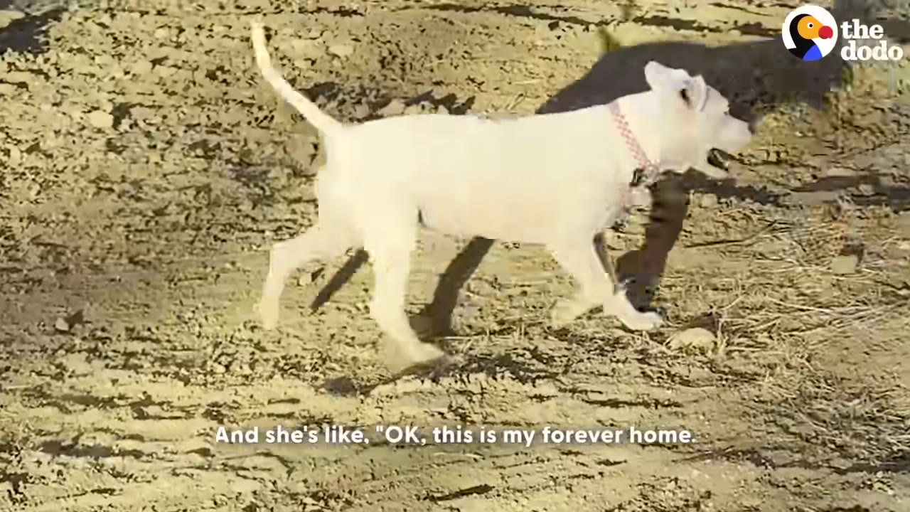A white dog with a pink collar walks across a dirt ground, looking forward with an open mouth.