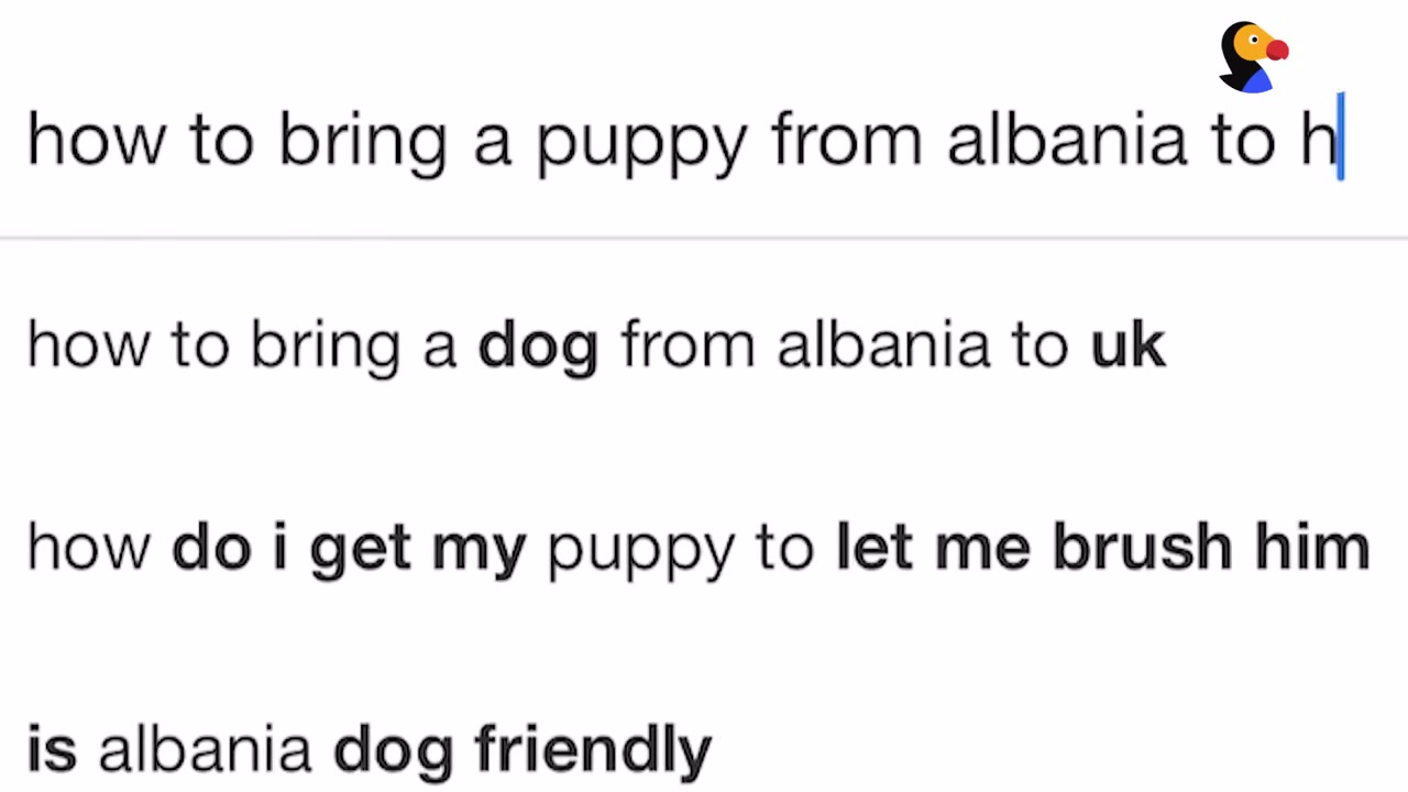 A screenshot of a search engine query typing 'how to bring a puppy from albania to h' with search suggestions below it.