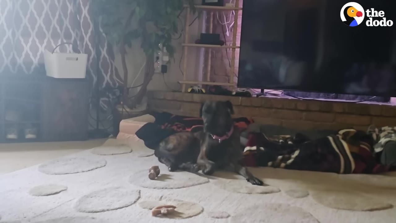 A brindle dog wearing a pink collar lies comfortably on a dog bed in a living room.