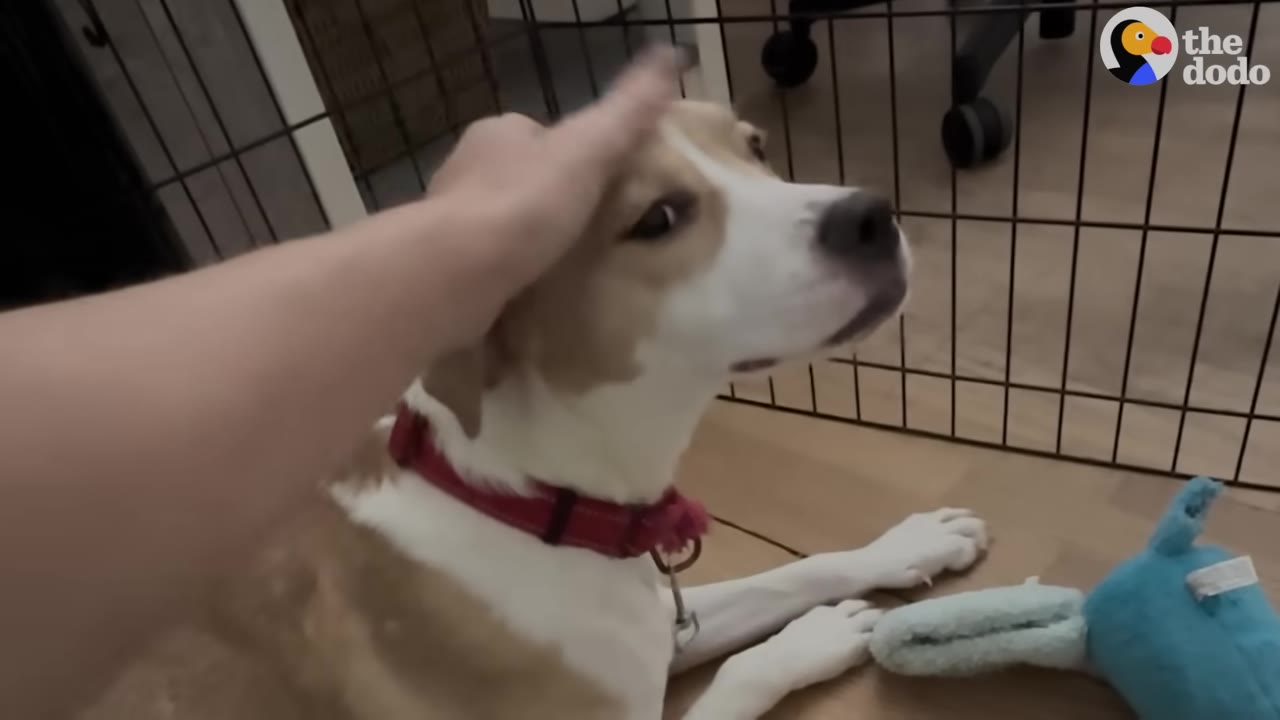 A person's hand gently petting a tan and white dog on the head as it lies on the floor.