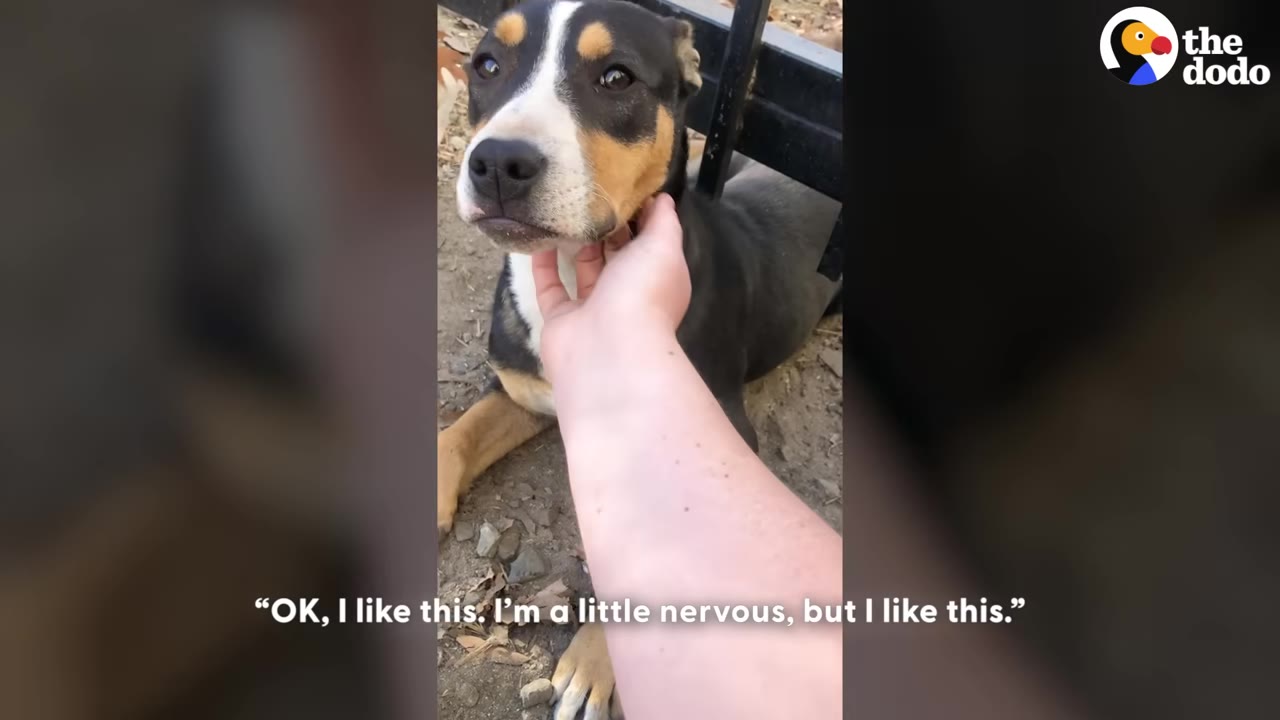 A person's hand gently scratches the chin of a black, tan, and white dog who is lying down on the ground and looking up with soft eyes.