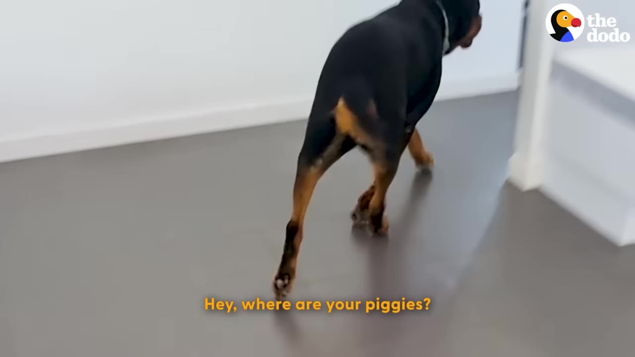 A black and tan Doberman dog walking down a hallway with a grey floor.