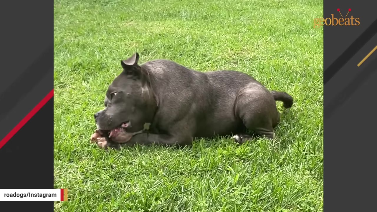 A short, muscular grey dog with a unique hunched back lies on green grass, chewing on a toy.
