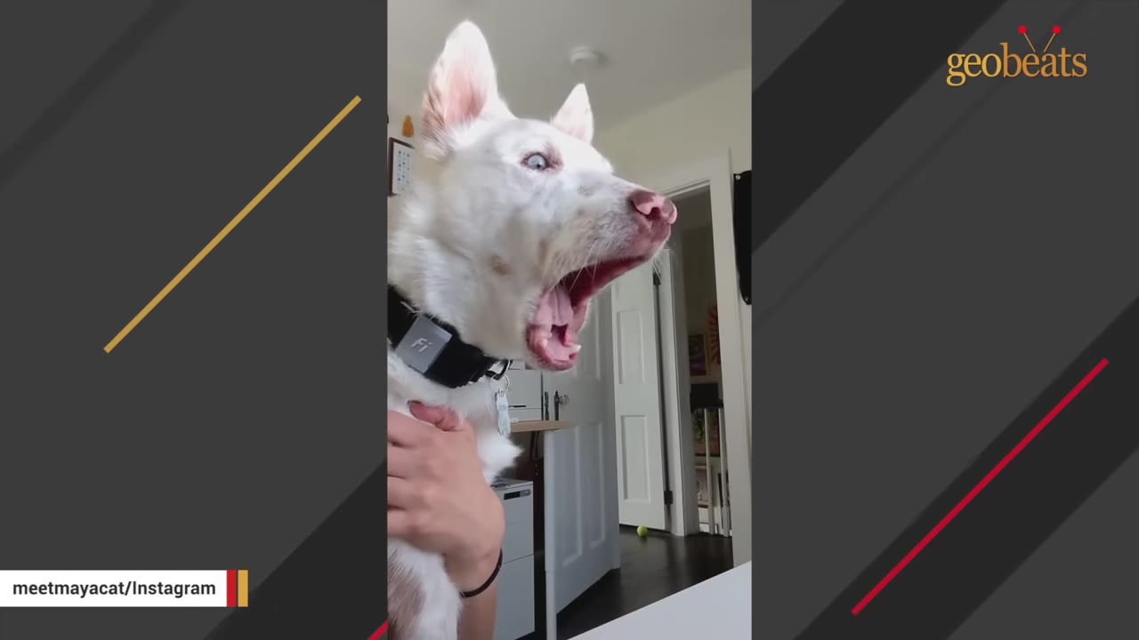 A white dog with blue eyes wide open and its mouth agape in a dramatic scream-like expression.