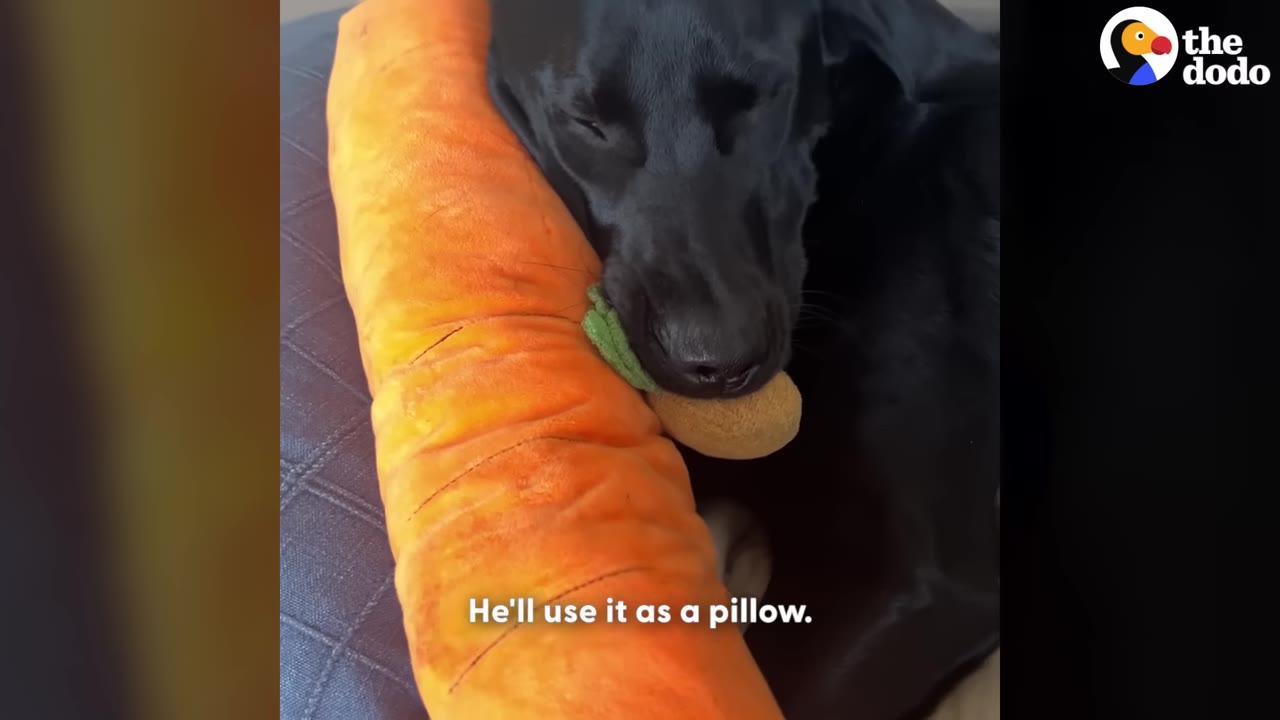 A black dog sleeping with its head resting on a large orange plush carrot toy while holding a smaller toy in its mouth.