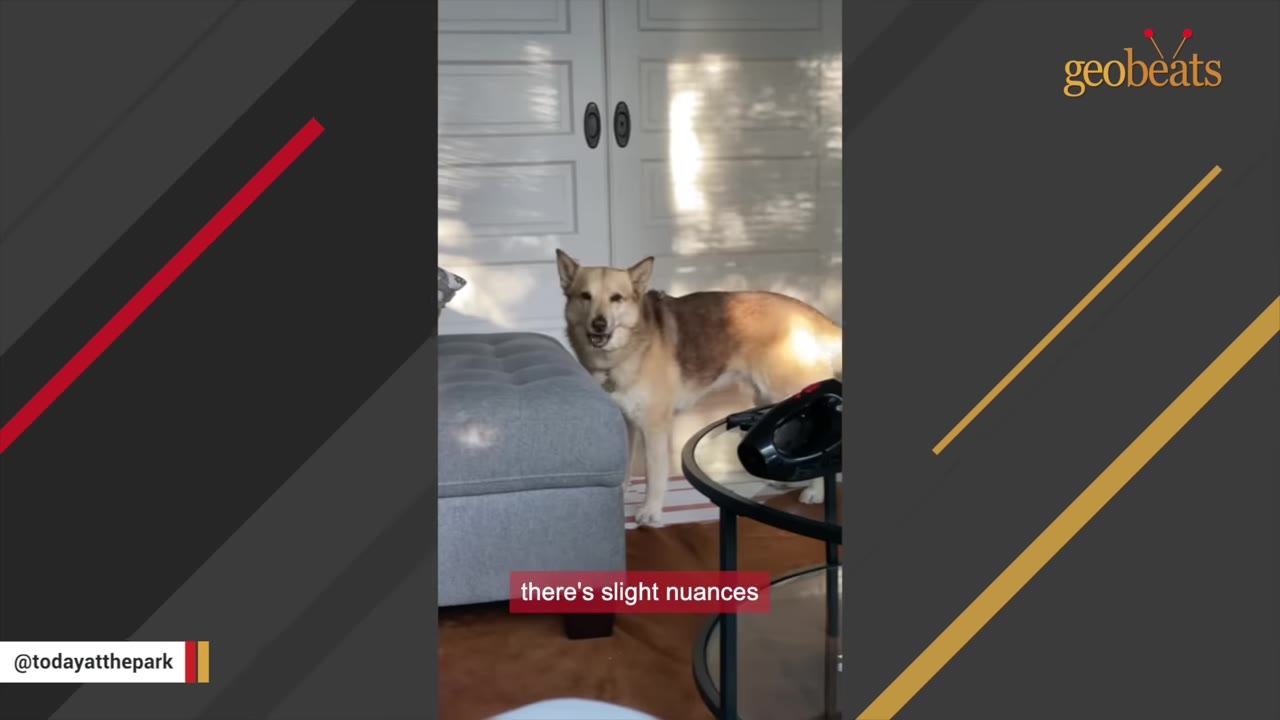 A tan and white dog stands in a living room next to a gray ottoman, looking towards the camera with its mouth slightly open.