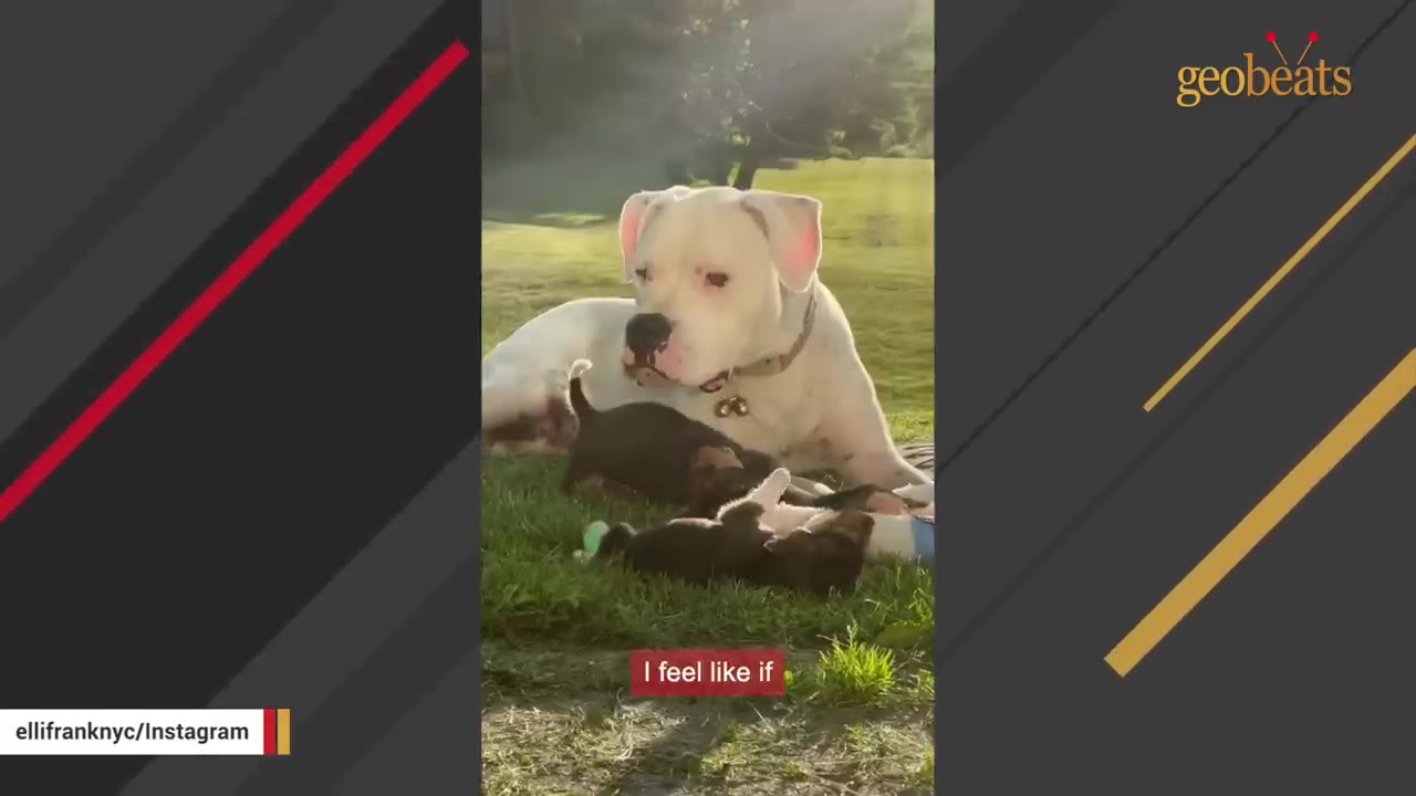 A large white dog lies on a grassy lawn while small brown puppies play around her.