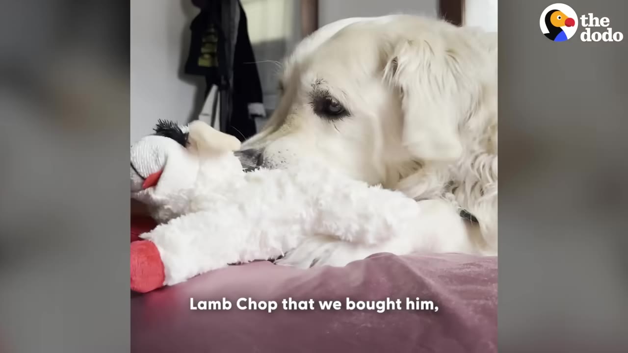 A golden retriever gently resting its nose against a white plush Lamb Chop toy on a bed.