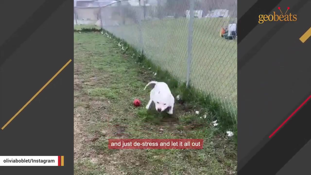 A white dog running happily in a grassy, fenced-in play yard next to a red ball.