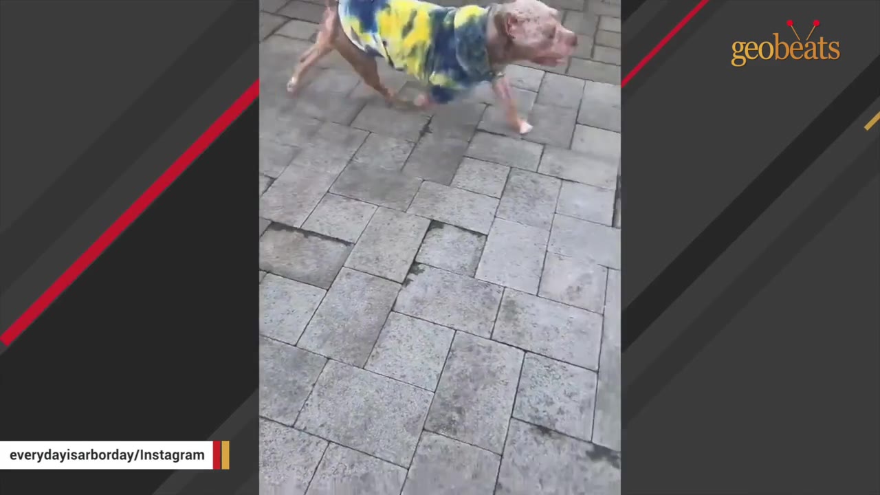 A dog wearing a colorful tie-dye shirt walks on a stone-paved patio.