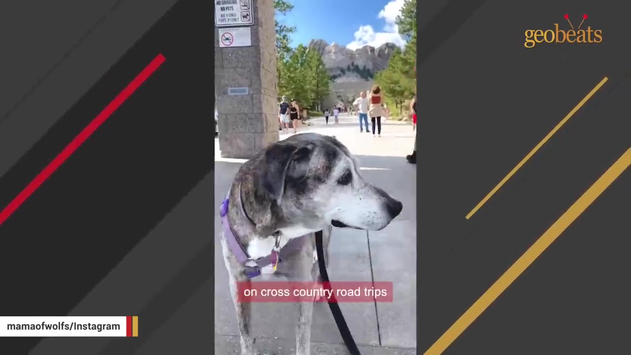 A brindle and white dog wearing a purple harness and leash stands outdoors on a paved path, looking to the side.