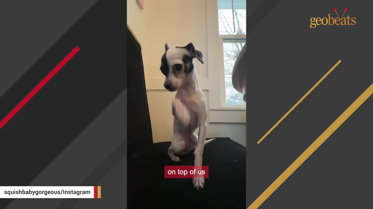 A small black and white dog sitting on a black chair, raising one of its front paws.