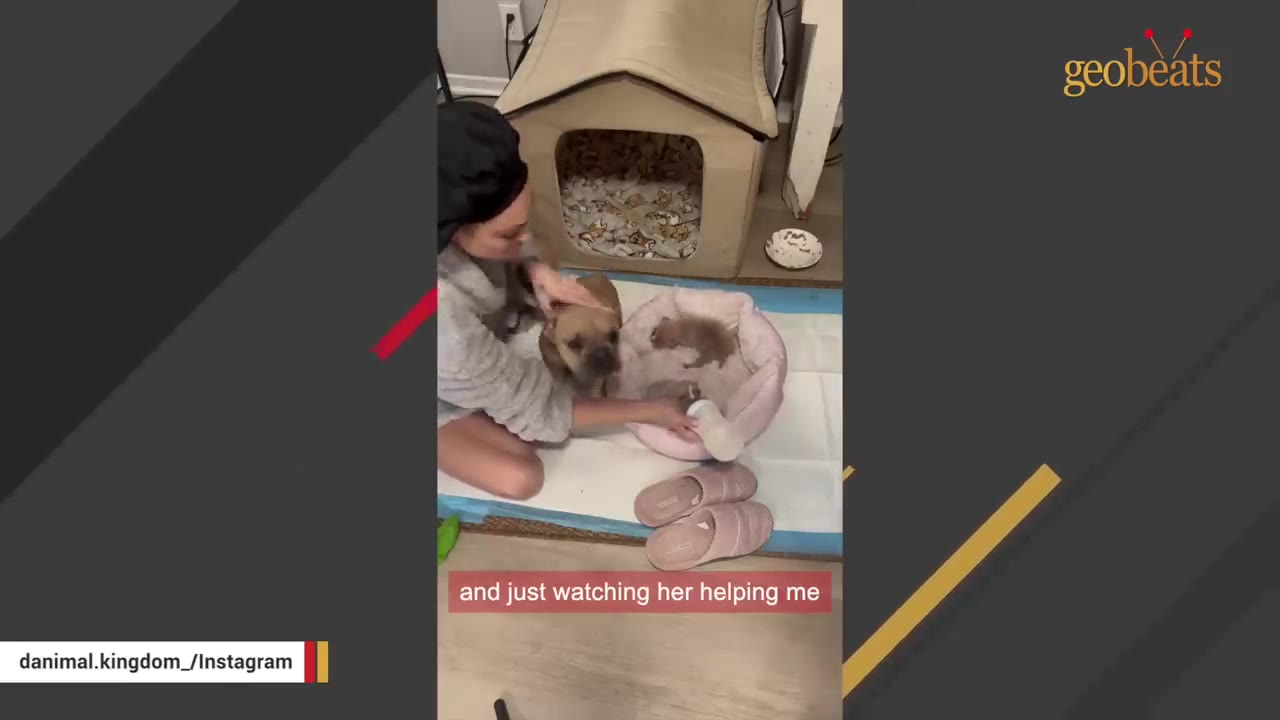 A woman sitting on the floor next to a French bulldog, bottle-feeding a tiny puppy resting in a pink pet bed.