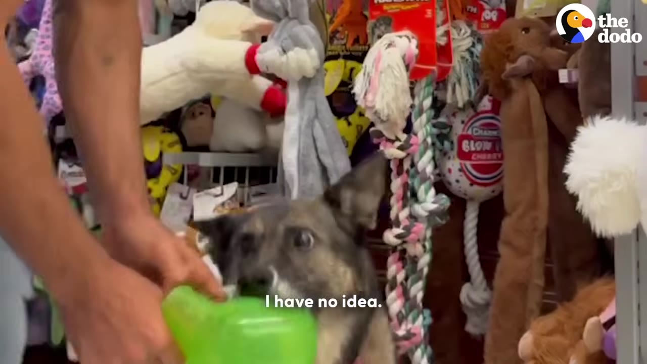 A dog with wide eyes looks up intently at a bright green toy being held by a person in a pet supply aisle.