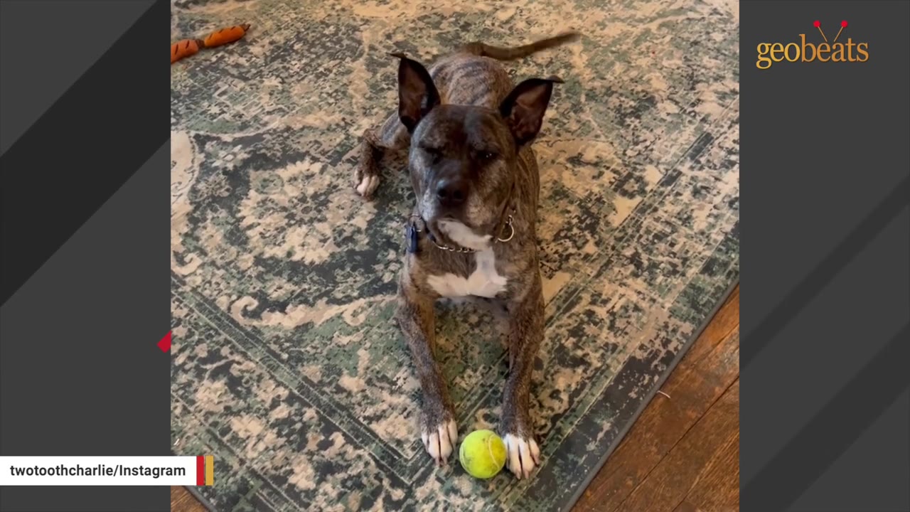 A brindle dog named Charlie lying politely on a patterned rug with a yellow tennis ball between his front paws.