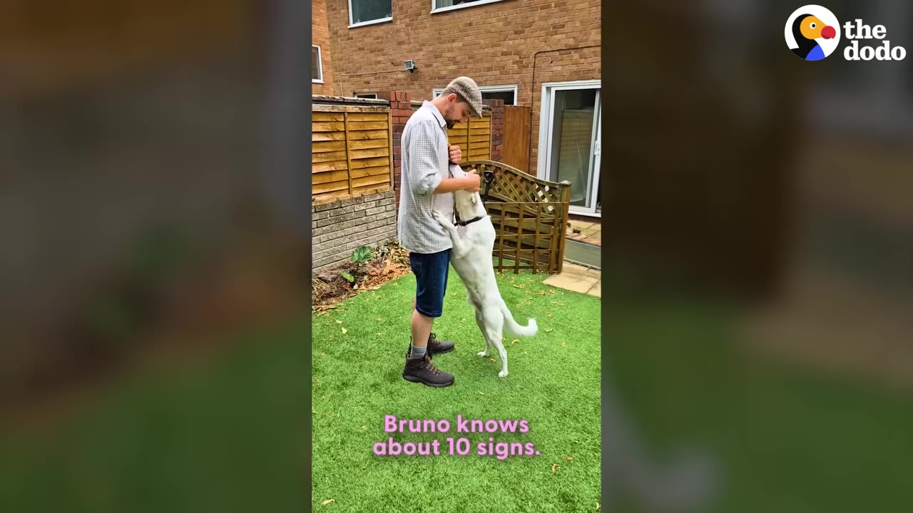A man in a flat cap and plaid shirt stands in a grassy backyard as a white dog stands on its hind legs to greet him.