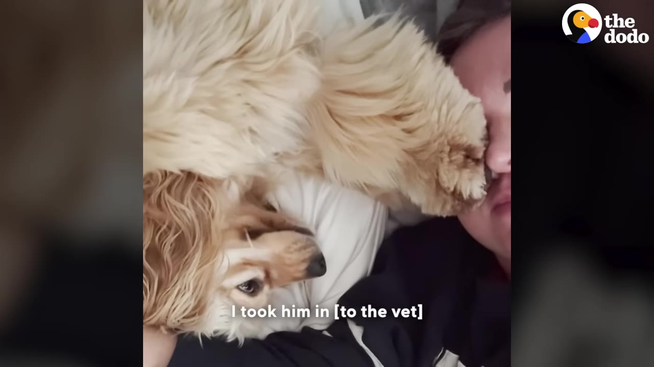 A fluffy, light-brown dog lies next to a person's face, with text on screen reading 'I took him in [to the vet]'.