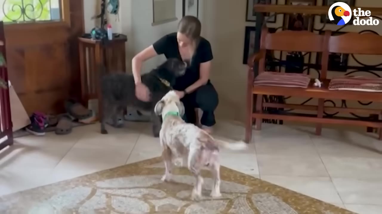 A woman in a black shirt kneels on a tiled floor, petting a dark-furred dog, while a small, light-colored, newly shorn dog with a green collar stands in the foreground looking towards them.