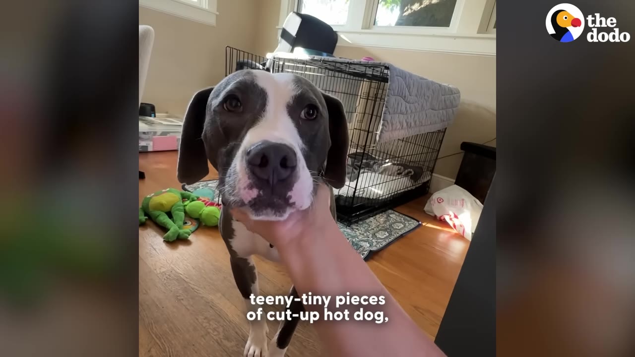 A close-up of a grey and white dog looking directly at the camera while a person's hand gently cradles his chin, with text on screen reading 'teeny-tiny pieces of cut-up hot dog'.