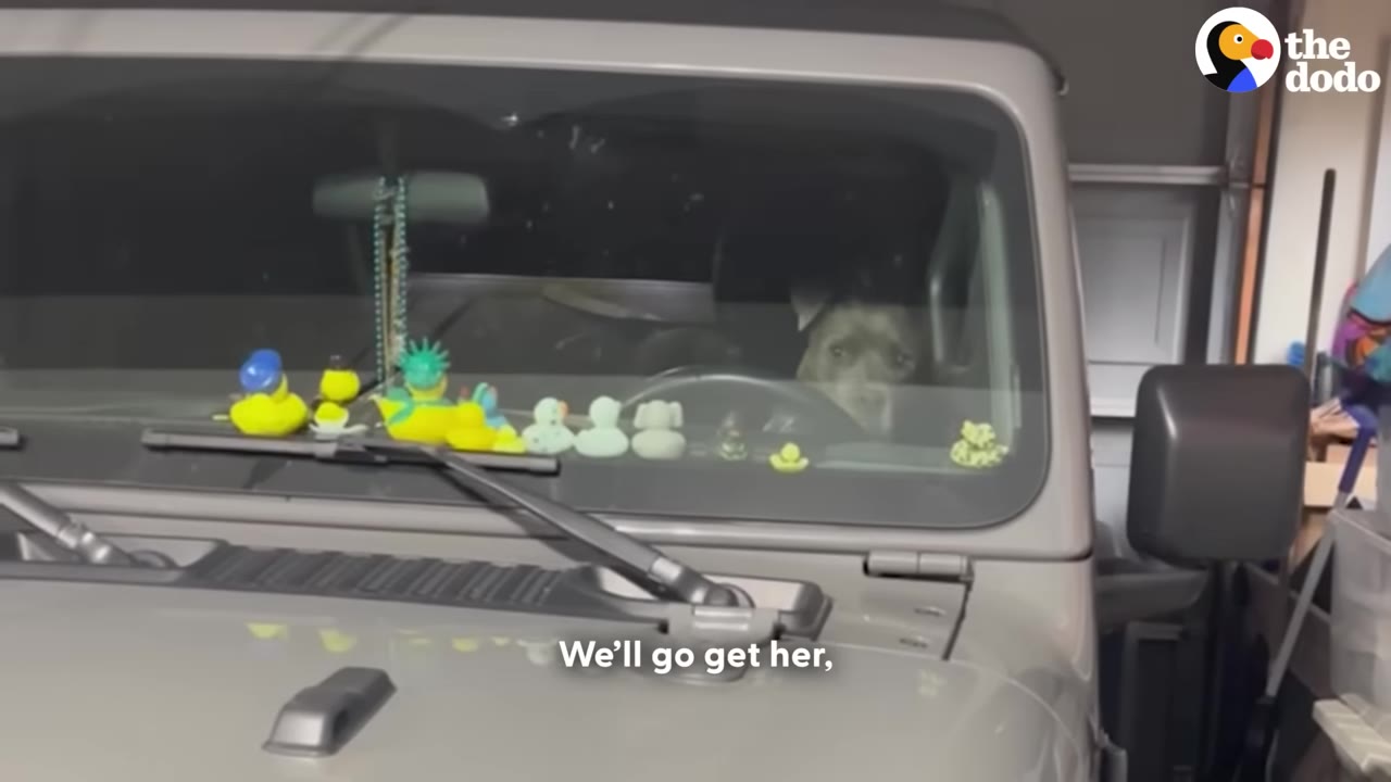 A gray dog sits behind the steering wheel of a gray vehicle, looking out the windshield which is decorated with rubber ducks, with the subtitle 'We'll go get her,'.