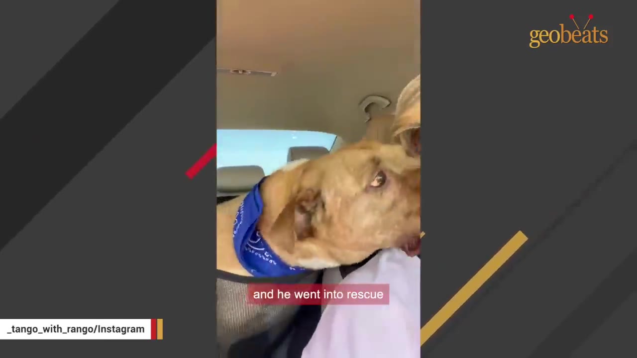 A light brown dog wearing a blue bandana rides in the back seat of a car.