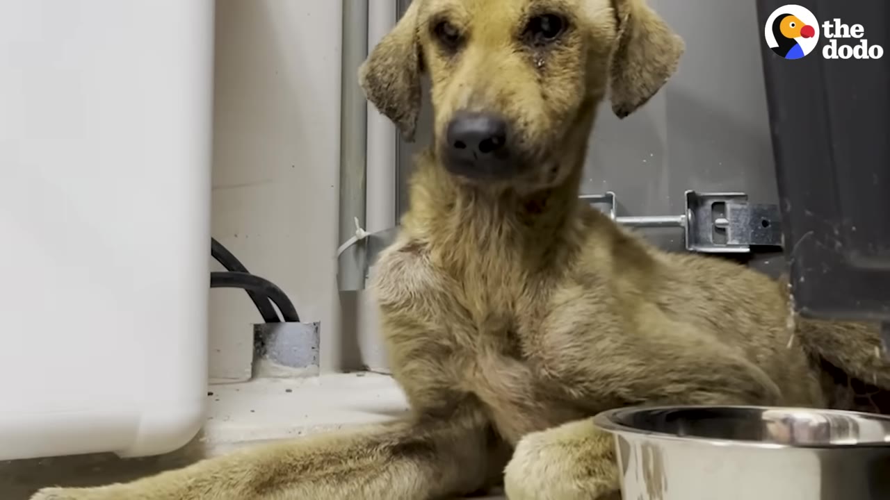 A thin, light brown dog with dirty fur lies on the floor next to a metal bowl, looking tired and weak.