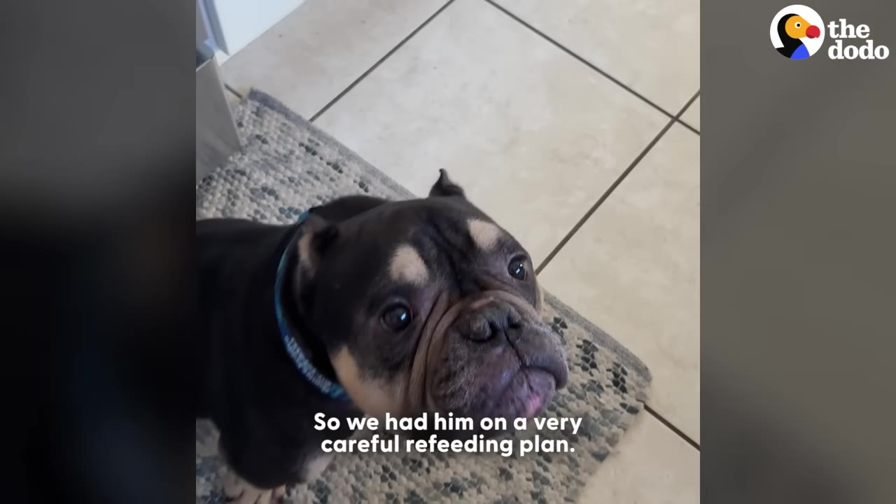 A black and tan French bulldog looks up with wide eyes while sitting on a small grey rug on a tiled floor.