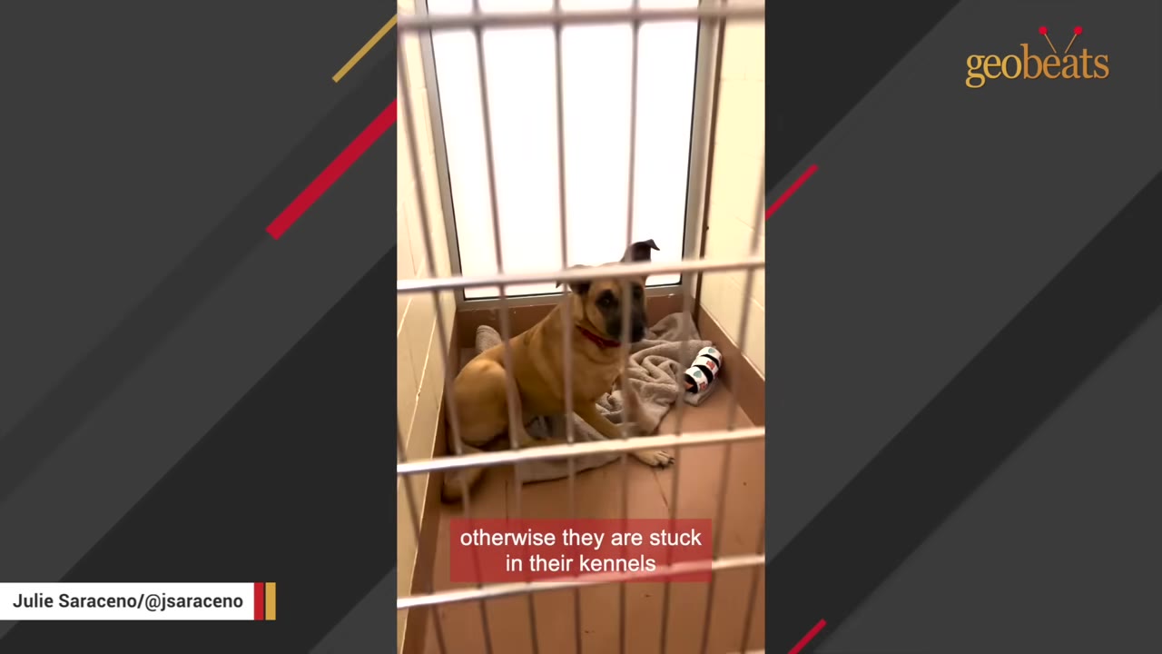 A tan dog with black ears sits behind the metal bars of a shelter kennel, looking out with a somber expression.