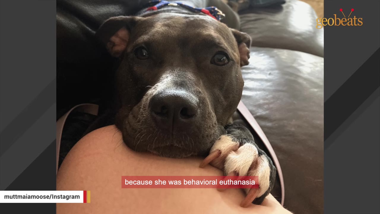 A close-up of a brown pit bull-type dog resting her head and paw on a person's knee, looking directly at the camera with a gentle expression.