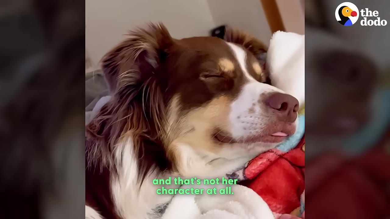 A close-up of a brown and white dog sleeping peacefully with its tongue slightly sticking out.