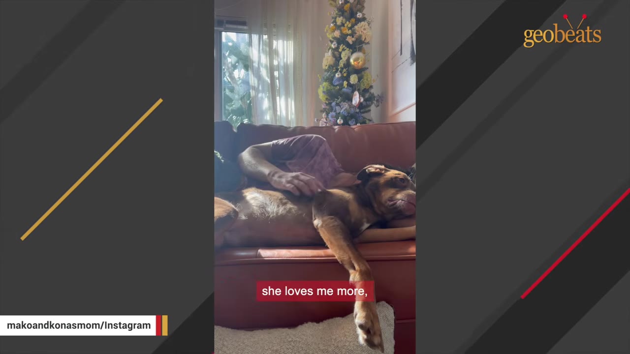 A brown dog lies on a brown leather couch while a person's hand gently pets its side.