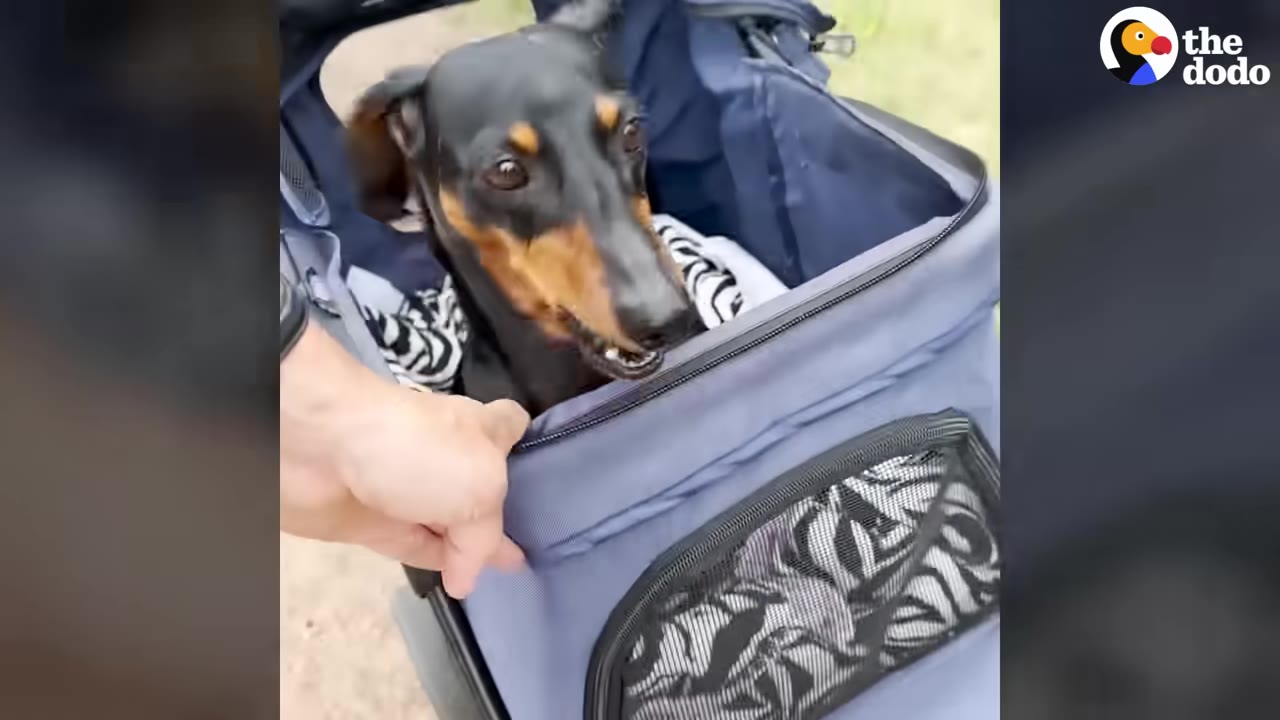 A black and tan dachshund sitting inside a blue dog stroller, looking forward with an alert expression.