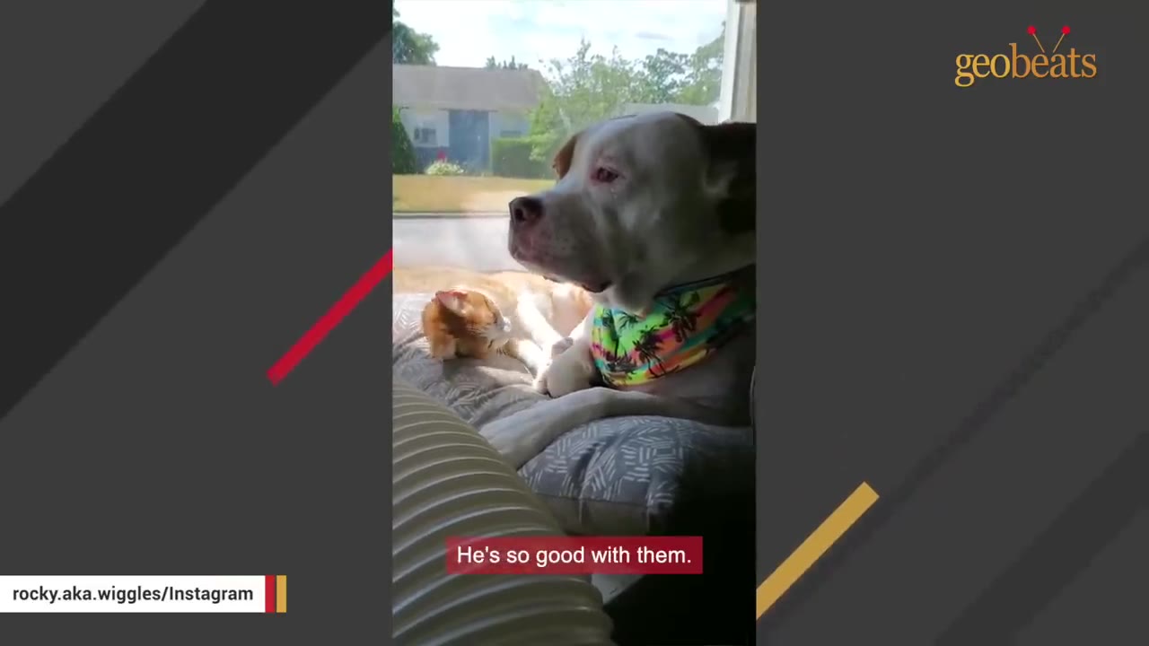 A large white and brown dog wearing a colorful tropical-patterned bandana sits calmly on a cushion next to a sleeping orange and white kitten near a window.