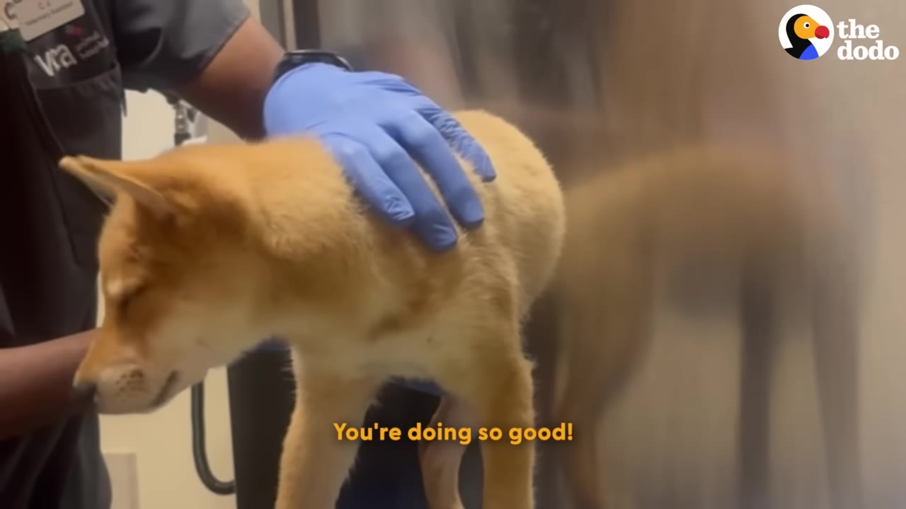 A veterinarian wearing a blue glove gently places their hand on a small tan puppy standing on an examination table.