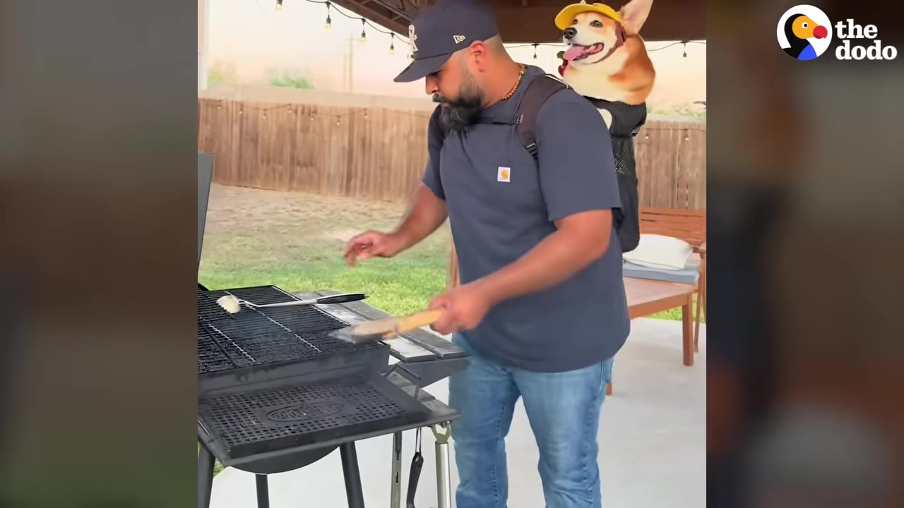 A man wearing a baseball cap and a backpack carrying a corgi dog cleans a charcoal grill with a brush.
