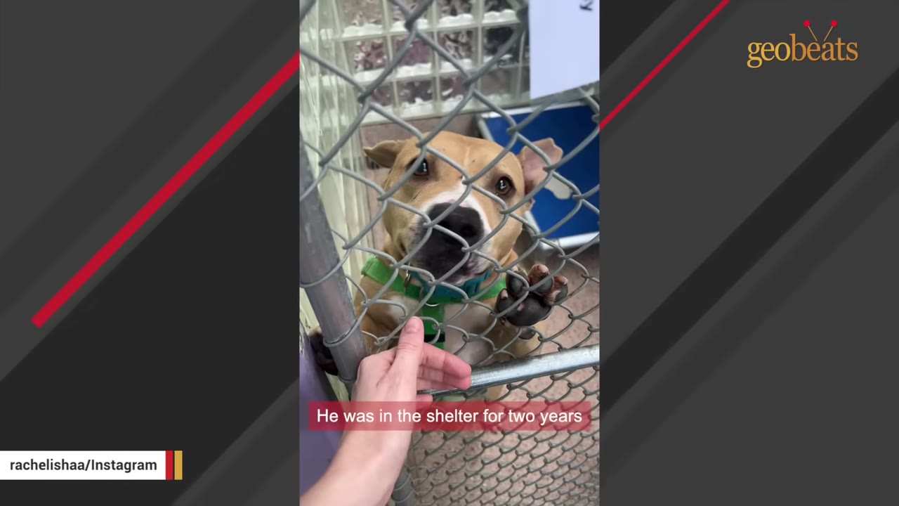 A tan and white dog looks through a chain-link shelter fence as a person's hand reaches out to touch the fence.