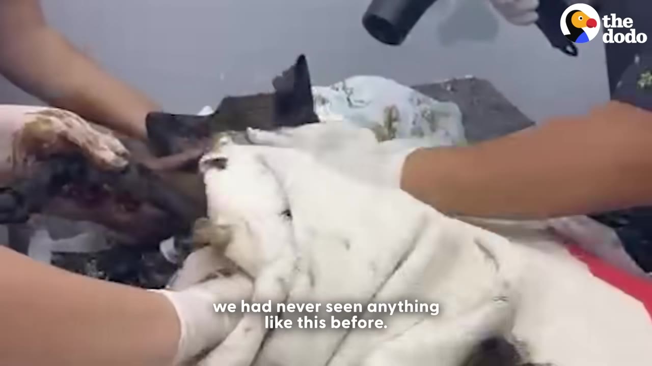 A close-up shot of gloved hands carefully cleaning a dog covered in a thick, dark substance, with a white towel draped over it, and text on the screen reading 'we had never seen anything like this before.'