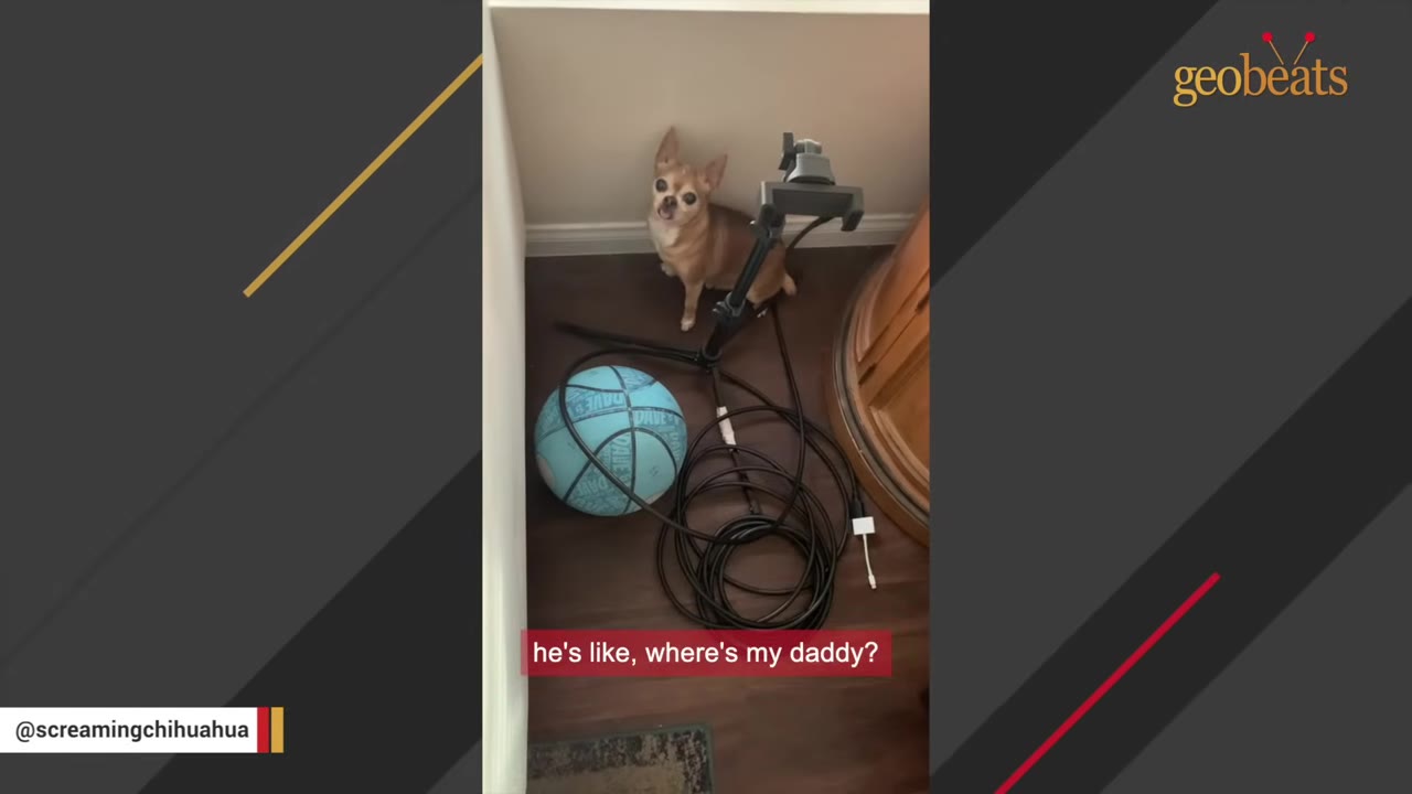 A small tan chihuahua sits in a corner of a room next to a blue basketball and some black cables, looking up with an anxious expression.
