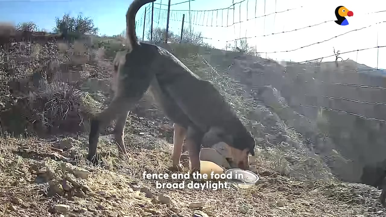 A black and tan dog eating food from a bowl on a rocky hillside next to a wire fence.