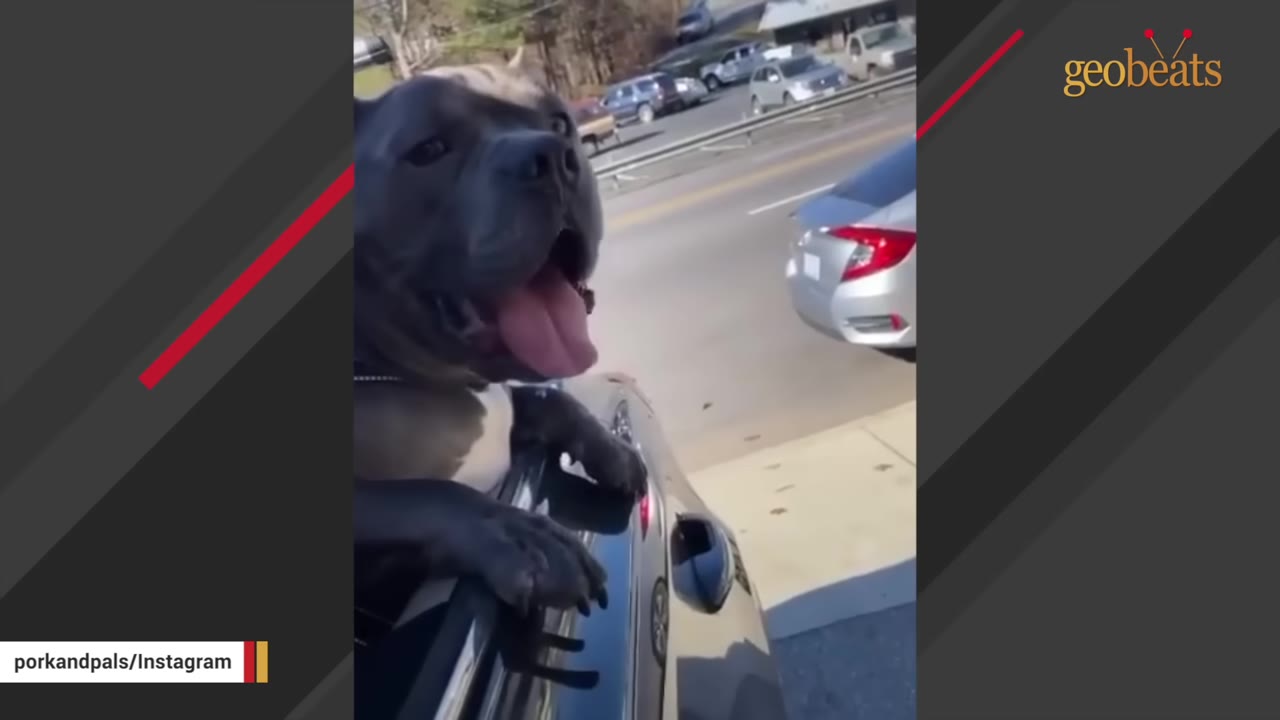 A grey pit bull-type dog leaning its head and front paws out of a car window with its tongue out.