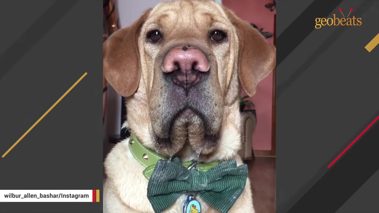 A close-up portrait of a light brown dog wearing a green collar and a green bow tie.
