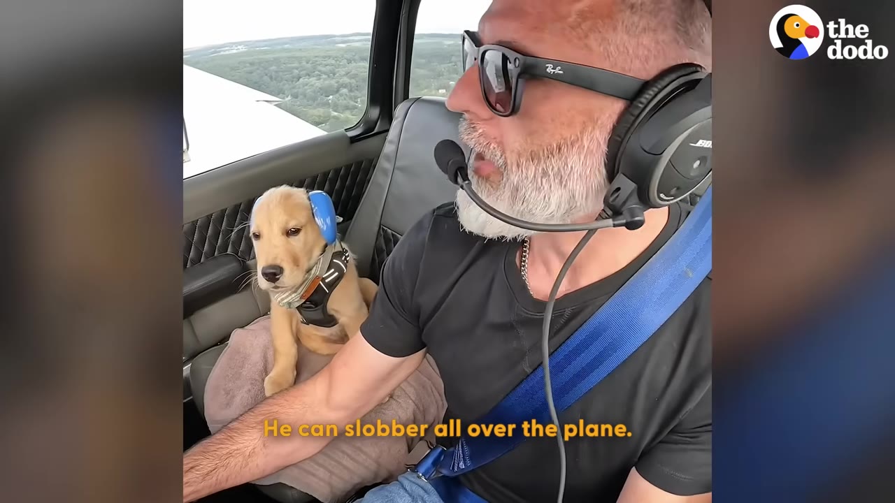 A golden puppy wearing blue ear protection sits in the passenger seat of a small airplane next to the window, with a pilot wearing sunglasses and a headset sitting beside him.
