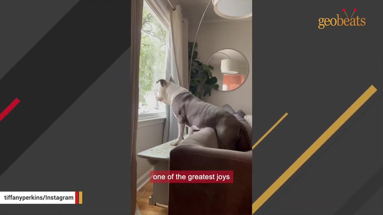 A grey and white dog standing on a wooden bench placed behind a sofa to look out of a window.