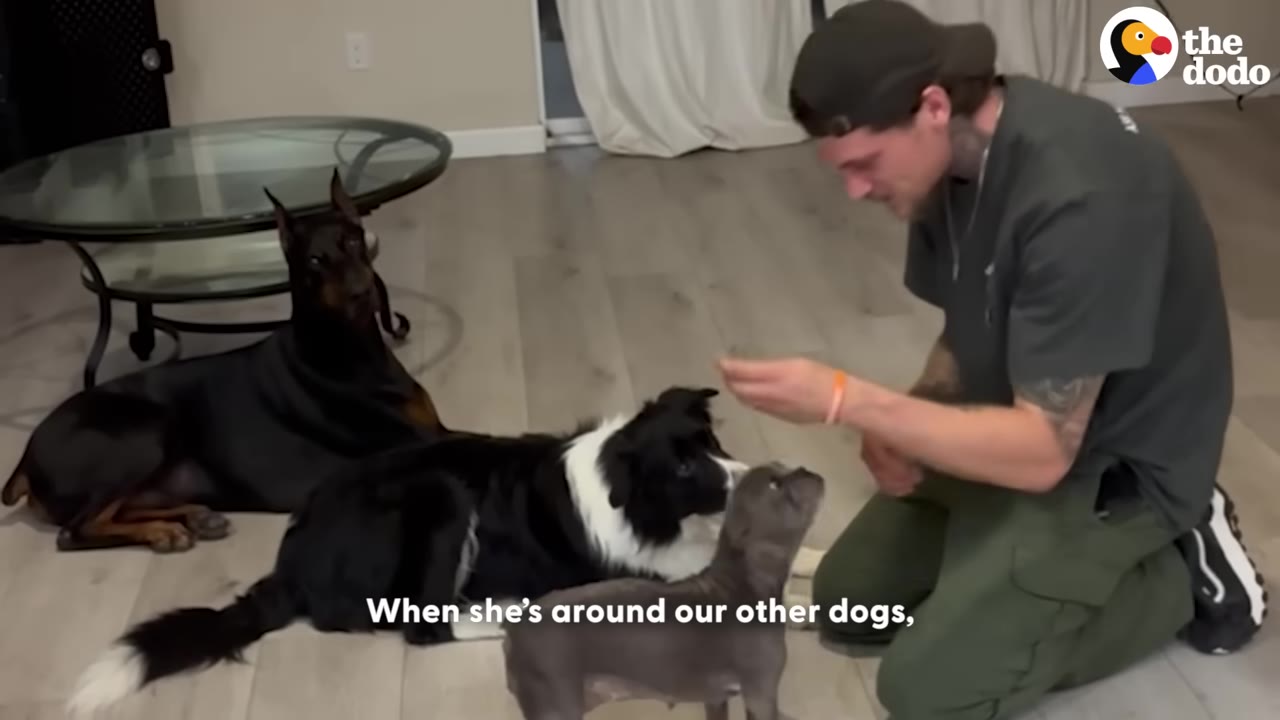 A man kneels on a light wood floor, offering a treat to a small grey puppy while a black-and-white dog and a Doberman watch nearby.