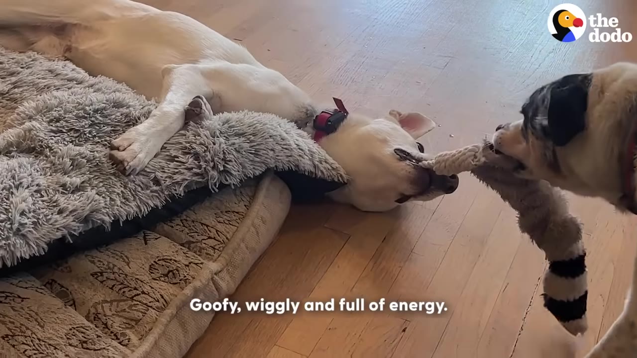 A white dog lies on its back on a dog bed, playfully tugging on a rope toy held by a speckled dog on a wooden floor.